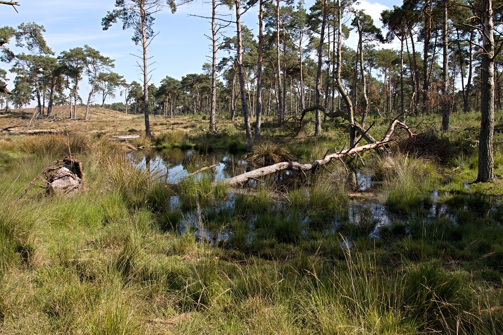 kalmhoutese heide hei hdr natuurgebied natuur landschap natuurpark natuurreservaat wandelen heidegebied bossen vennen